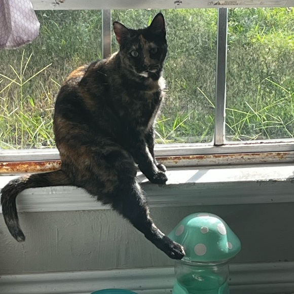 PollyViolet Posh Ambassador!๐๐ณ๐ - Picture 5 of 10